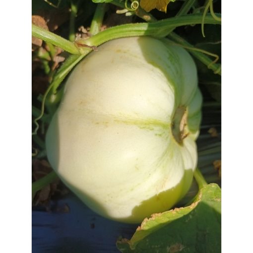 Dưa Lê Vietgap 1kg ( Xuân Hải)